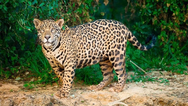 Se recupera 20 por ciento población de jaguar en México en los últimos ocho años