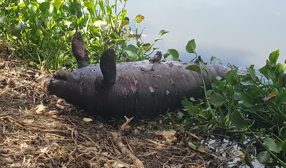 Autoridad ambiental atiende muerte de ocho manatíes
