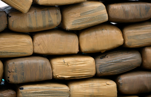 Asegura PGR casi media toneladas de marihuana en operativo en NL