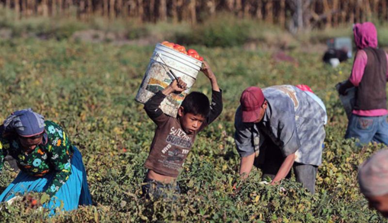 Trabajo infantil en agricultura mundial crece por conflictos y desastres