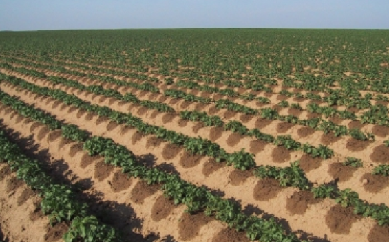 Prácticas agrícolas insostenibles amenazan a ecosistemas