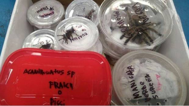 Aseguran 12 tarántulas en empresa de paquetería en Jalisco