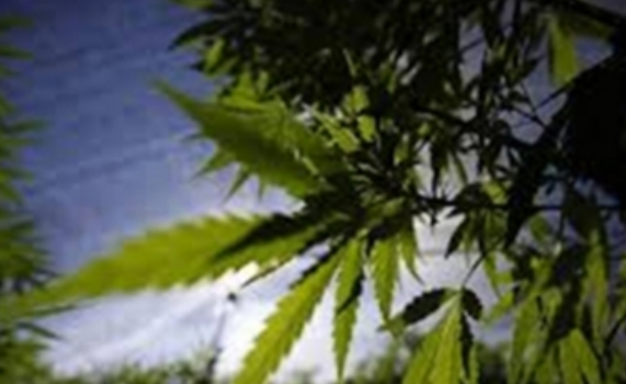 Aprueban votantes de Oklahoma el uso médico de la marihuana