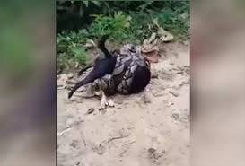 VIDEO: Perrito se salva de ser devorado por una pitón