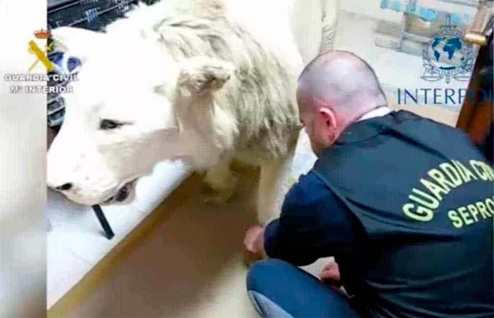 España e Interpol detienen a 104 personas por tráfico de especies