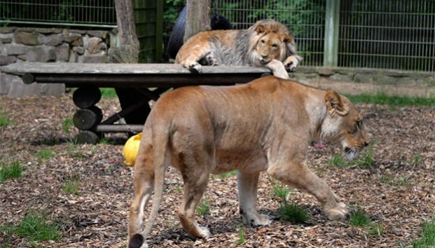 Capturan a felinos que se escaparon de un zoo en Alemania