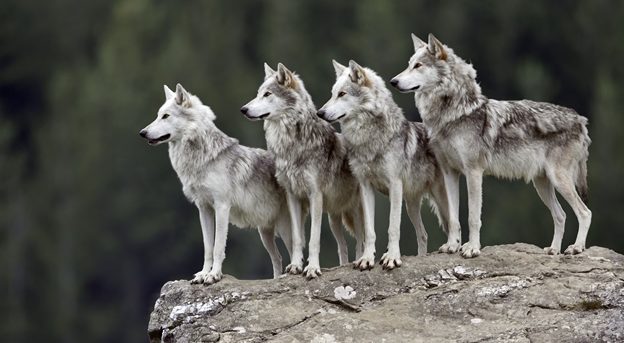 El Lobo Gris Mexicano sale de la escala en peligro de extinción