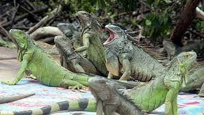 Plaga de iguanas verdes invade el sur de la Florida