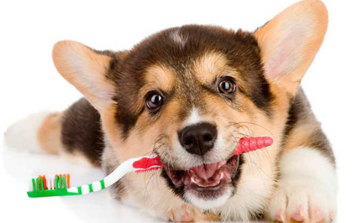 Colágeno hidrolizado favorece la salud bucal de las mascotas