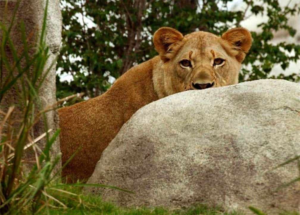 Zoológico de Bélgica abate a leona que huyó de su corral