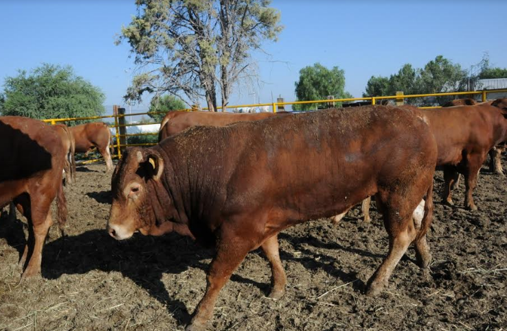 Llaman a tomar medidas en hatos ganaderos para evitar mortandad por sequía
