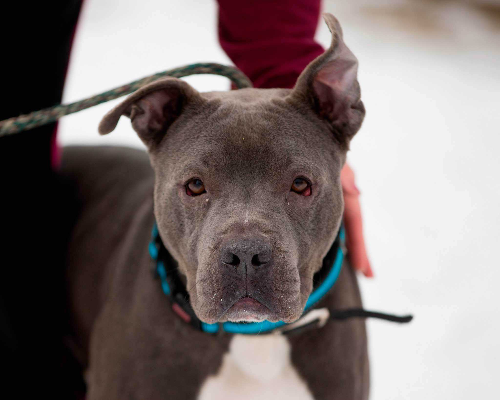 Delta Air Lines prohíbe perros pitbull en vuelos