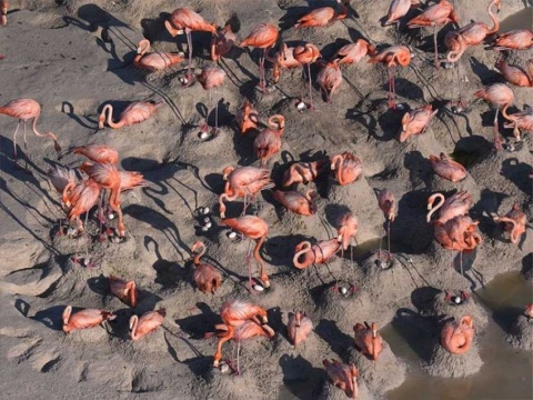Nacen primeros polluelos de flamenco rosado en México