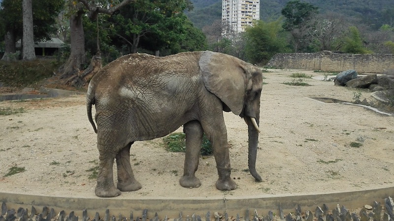 Muere Ruperta, icónica elefanta de zoológico en Venezuela