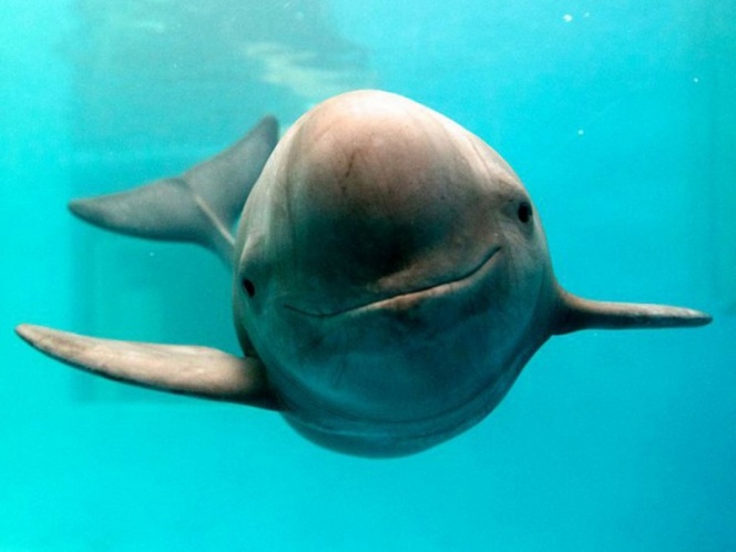 Por segunda vez, UNESCO retrasa declaratoria para proteger a vaquita marina