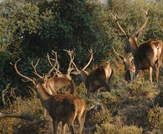 Inicia temporada Cinegética en unidades de manejo para la conservación de la vida silvestre
