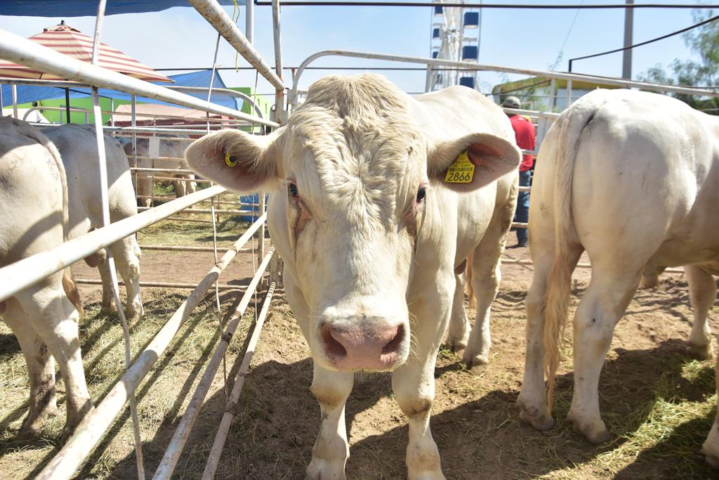 Exhortan a productores pecuarios a integrarse al padrón ganadero nacional