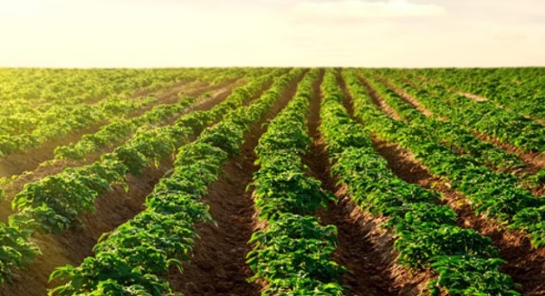 Diseñan robot con tecnología que apoyará agricultura mexicana