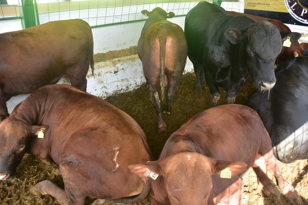 Apoya Estado a productores para elevar Status Ganadero