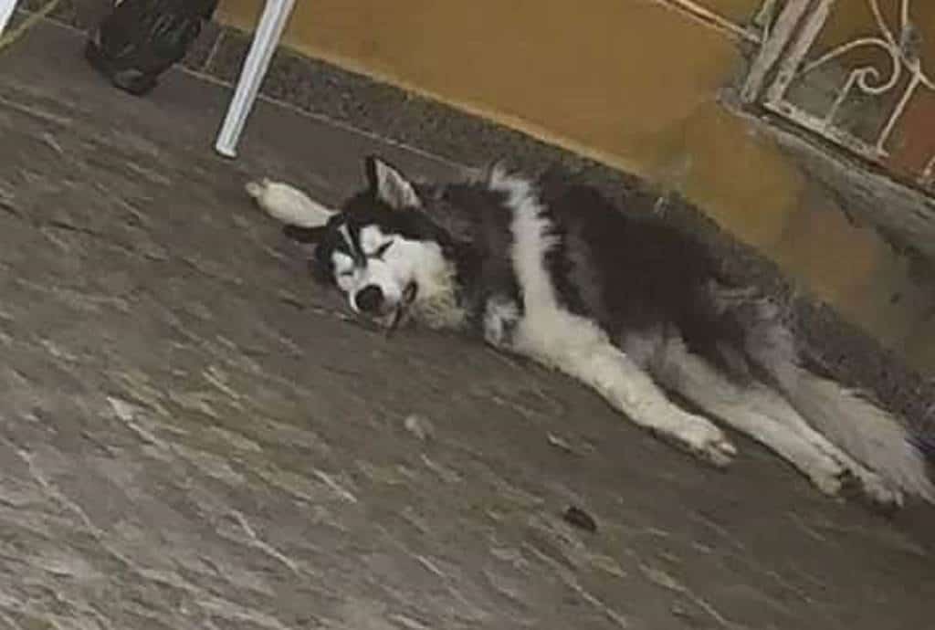 Perro muere de sed mientras sus dueños vacacionan