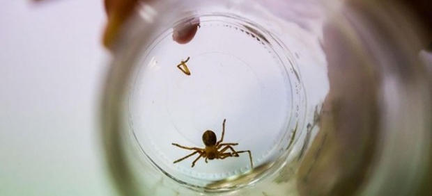 Podrían salvar pie a bebé picado por araña violinista