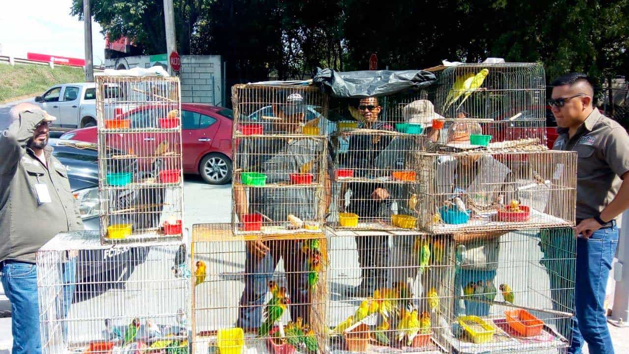 Rescatan aves silvestres que eran vendidas en Los Cavazos