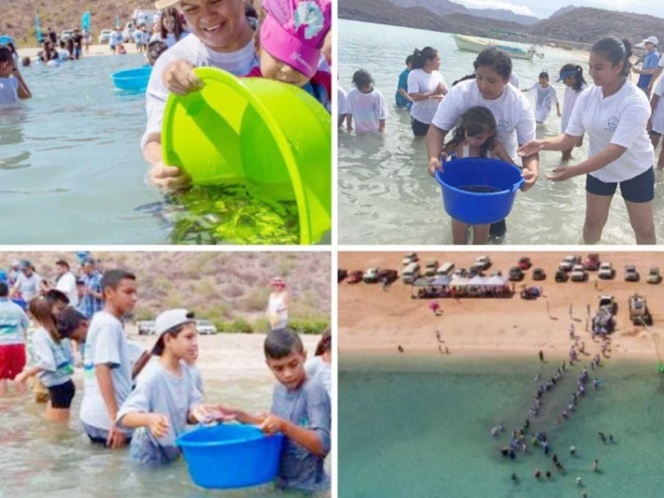 Suman más de 85 mil ejemplares de totoaba liberadas en BCS