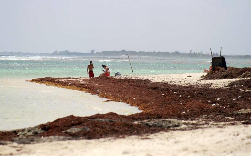 Toneladas de sargazo invaden costas mexicanas