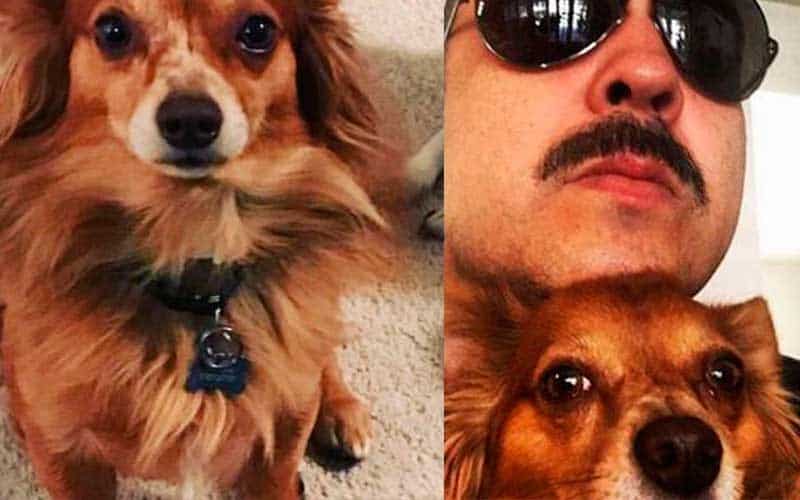 Aerolínea pierde mascota de Pepe Aguilar; lo entregan sin vida