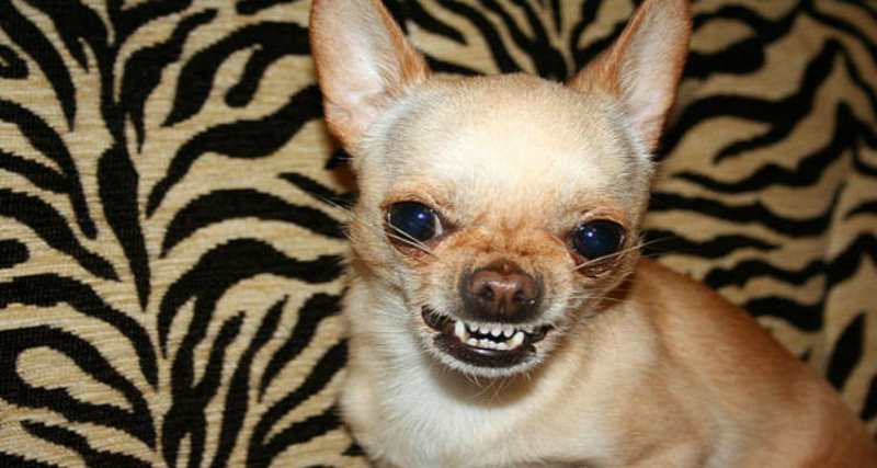 Perros chihuahuas son más agresivos que los pitbulls, según sondeo