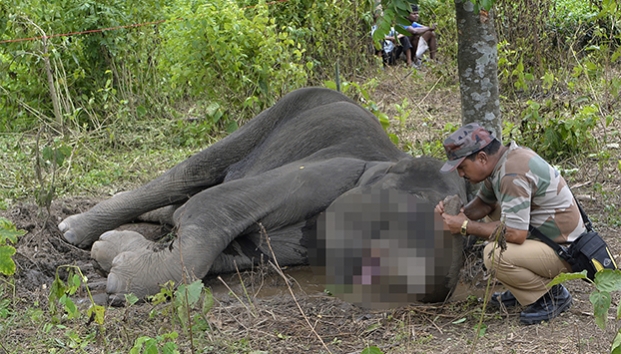 Matan en Malasia a elefante de Borneo, especie amenazada