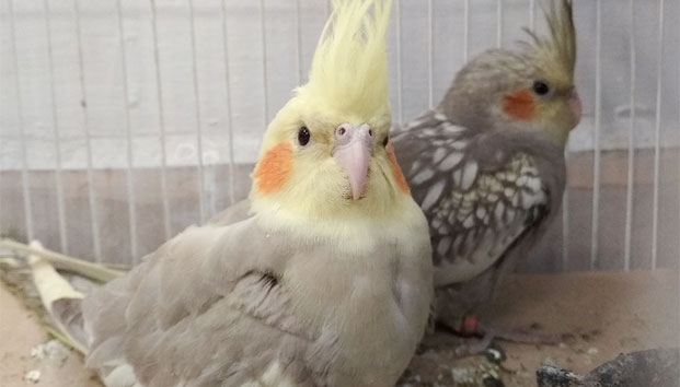 Aseguran ejemplares de vida silvestre en central de autobuses