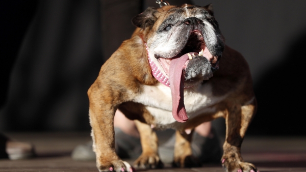 Muere Zsa Zsa, el perro considerado ‘el más feo mundo’