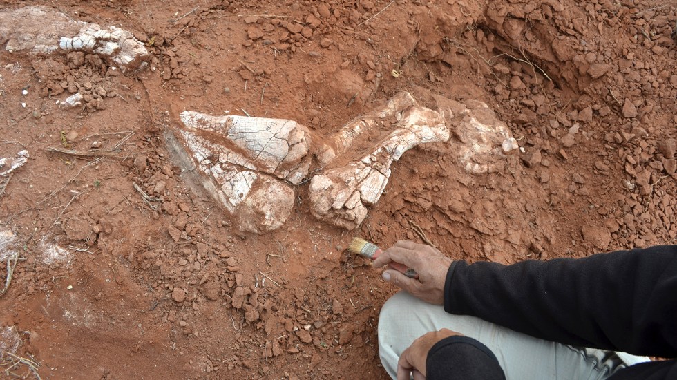 Descubren restos de dinosaurio gigante en Argentina