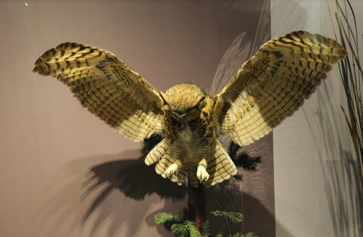 “Aves de Coahuila”: Grandiosa exposición fotográfica