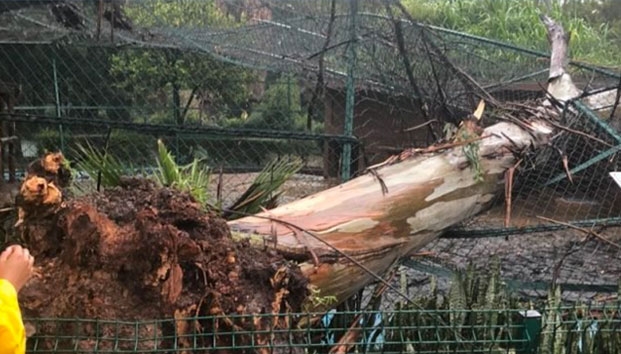 Cae árbol en jaula de tigres en Zoo de Morelia