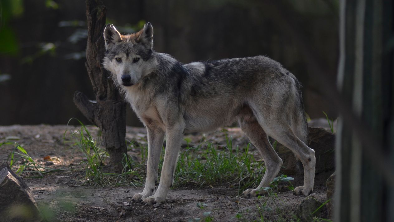 El lobo mexicano ‘está de fiesta’: nace nueva camada en Los Coyotes