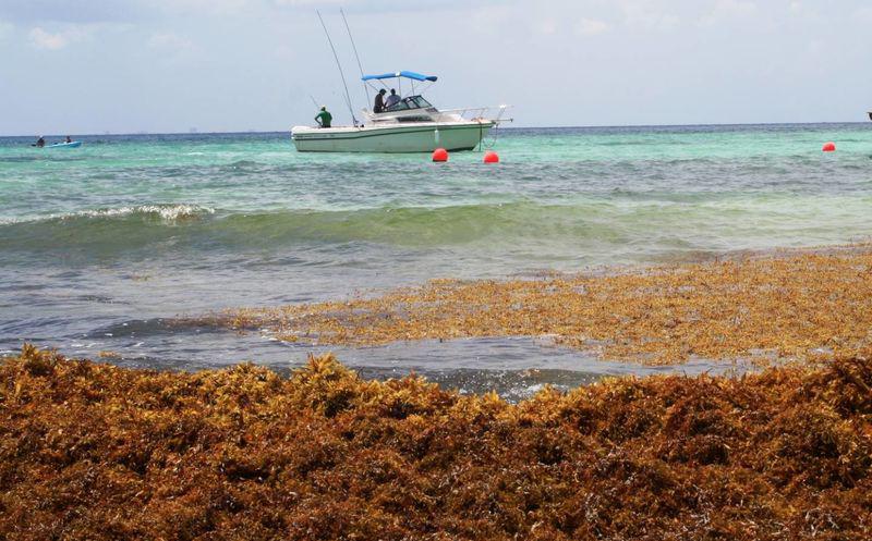 Decepción masiva de vacacionistas por alta presencia de sargazo en Riviera Maya