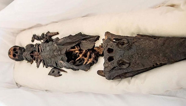 La momia mitad niña mitad cocodrilo oculta más de un siglo