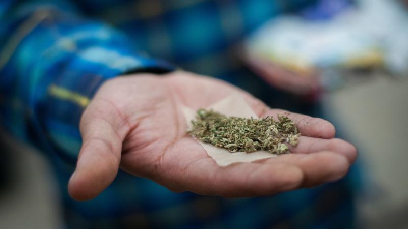 SCJN avala compra para semillas de mariguana