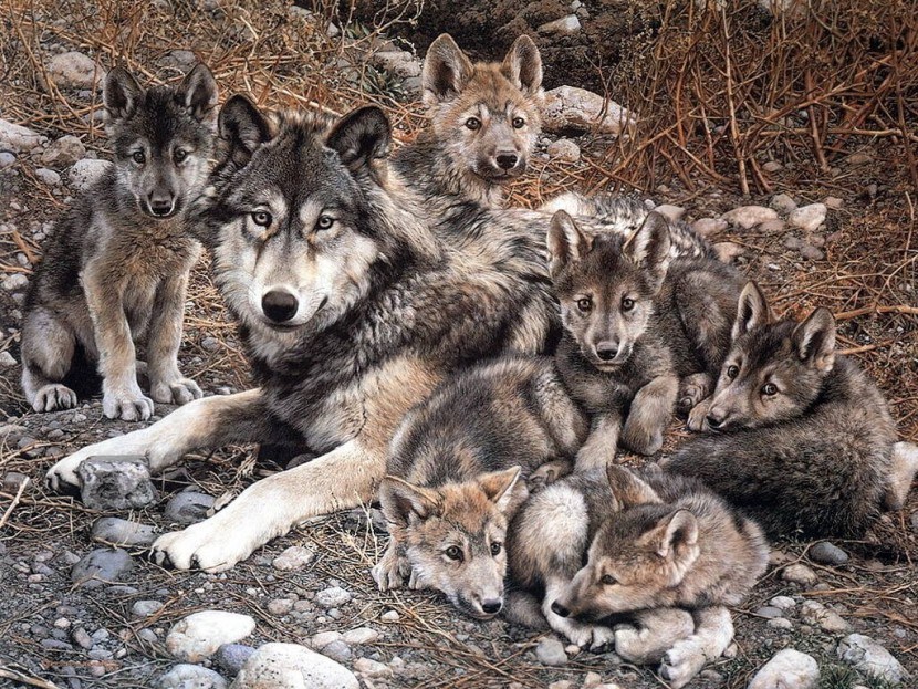 Celebran nacimiento de crías de lobo mexicano