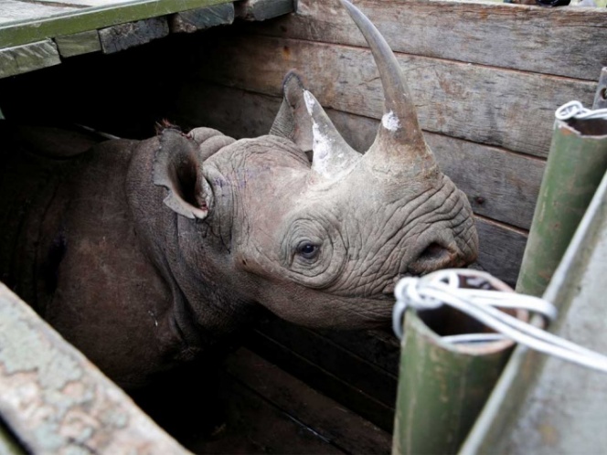 Mueren 7 rinocerontes durante intento de traslado en Kenia