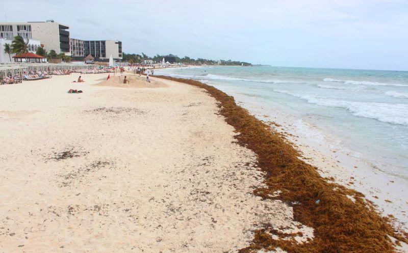 Invade sargazo playas de Quintana Roo