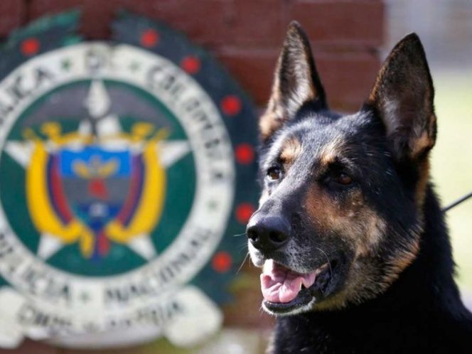 ‘Sombra’ la perrita policía que quieren matar los narcos