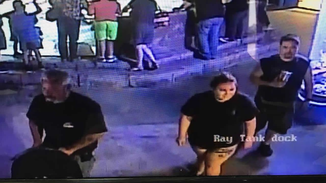 Roban un tiburón de un acuario y lo hacen pasar por un bebé