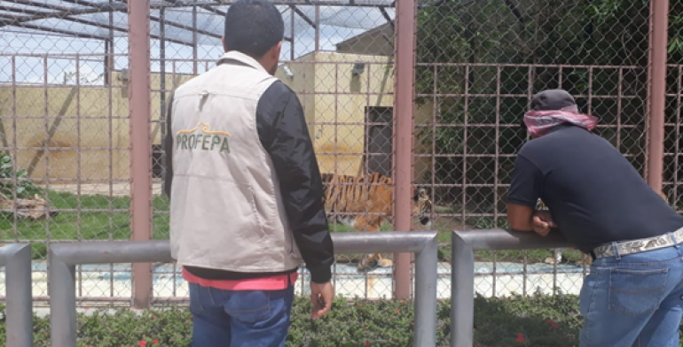 Asegura Profepa dos tigres y un faisán plateado en Michoacán