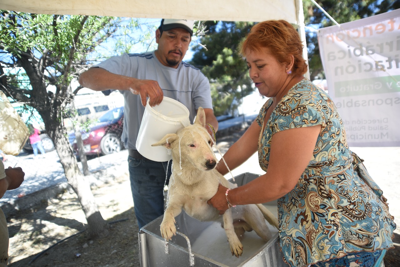 Ante altas temperaturas, recomiendan cuidar a mascotas