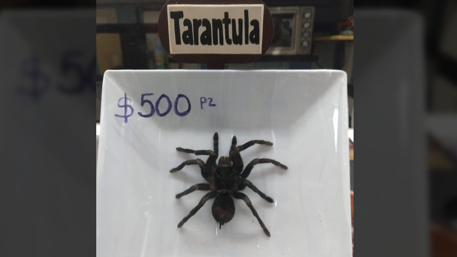 Profepa decomisa tarántulas que estaban listas para tacos en un restaurante de la CDMX