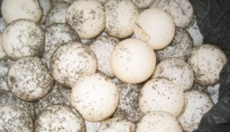 Vinculan a proceso a sujeto por posesión ilegal de huevos de tortuga