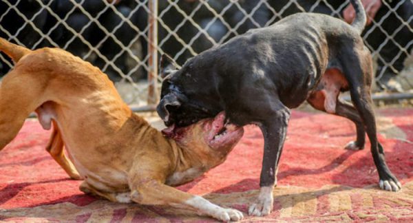 Aprueban cárcel contra peleas de perros en Yucatán